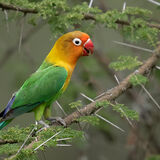 Fischer's Lovebird