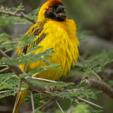 Vitrlline Weaver
