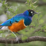 Superb Starling
