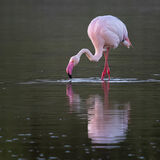 Greater Flamingo