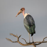Marabou Stork