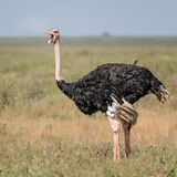 Ostrich