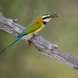 White-Throated Bee-Eater