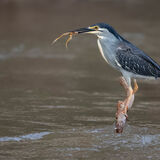 Striated Heron