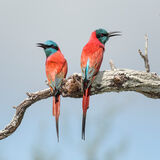 Carmine Bee-Eater