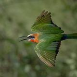 White-Fronted Bee-Eater