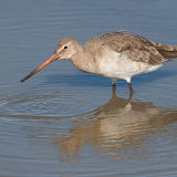 Black Tailed Godwit