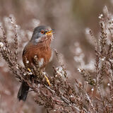 Dartford Warbler 3