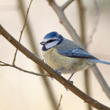 Blue Tit