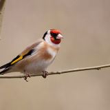 Goldfinch