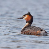 Great Crested Grebe