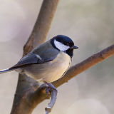Great Tit