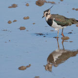 Lapwing