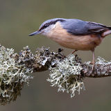 Nuthatch