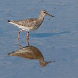 Redshank
