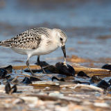 Sanderling