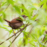 Wren