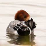 Wigeon 1