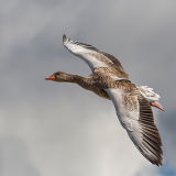 Greylag Goose