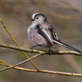 Long-Tailed Tit