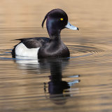 Tufted Duck