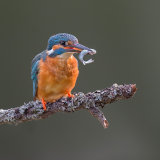 Kingfisher 2