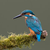 Kingfisher 1