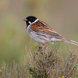 Reed Bunting