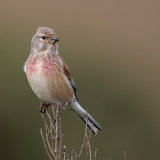 Linnet