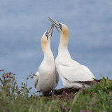 Gannet 1