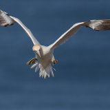 Gannet 2