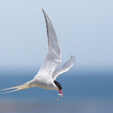 Arctic Tern 1