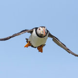 Puffin 1