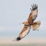 Marsh Harrier 1