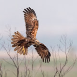 Marsh Harrier 2
