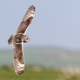 Short-Eared Owl 1