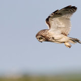 Short-Eared Owl 2