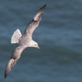 Fulmar