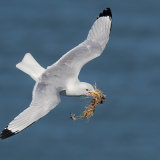 Kittiwake