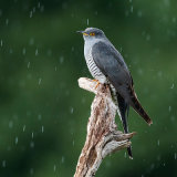 Cuckoo