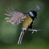 Great Tit 2