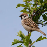 Tree Sparrow