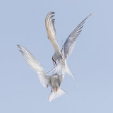 Arctic Tern 2