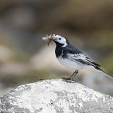 Pied Wagtail