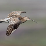 Curlew