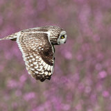 Short-Eared Owl 3