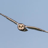 Short-Eared Owl 4
