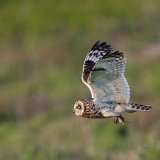 Short-Eared Owl 5