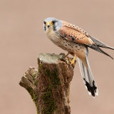 Kestrel 2