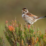 Reed Bunting 2